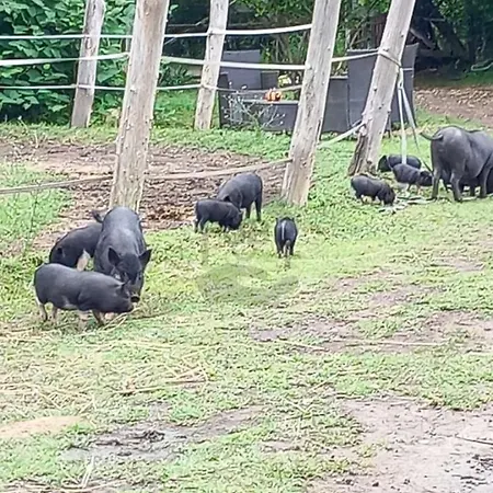 Holdfeny Farm Haz * Fonyod